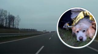 dioz pies autostrada drama zbiorka leczenie